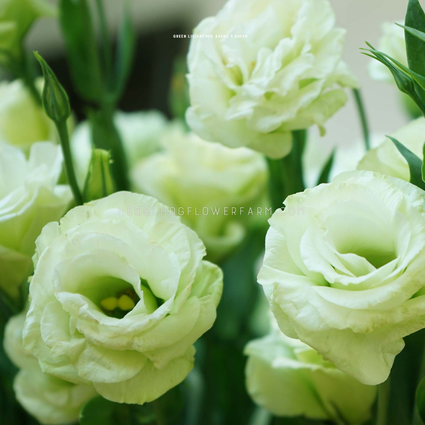 Close-up photo of lisianthus arena 3 green in bloom showing a light, pastel green flower in a rose shape surrounded by green foliage.