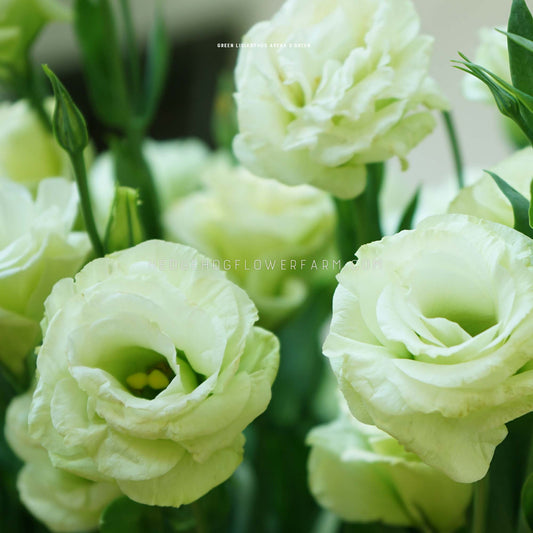 Close-up photo of lisianthus arena 3 green in bloom showing a light, pastel green flower in a rose shape surrounded by green foliage.