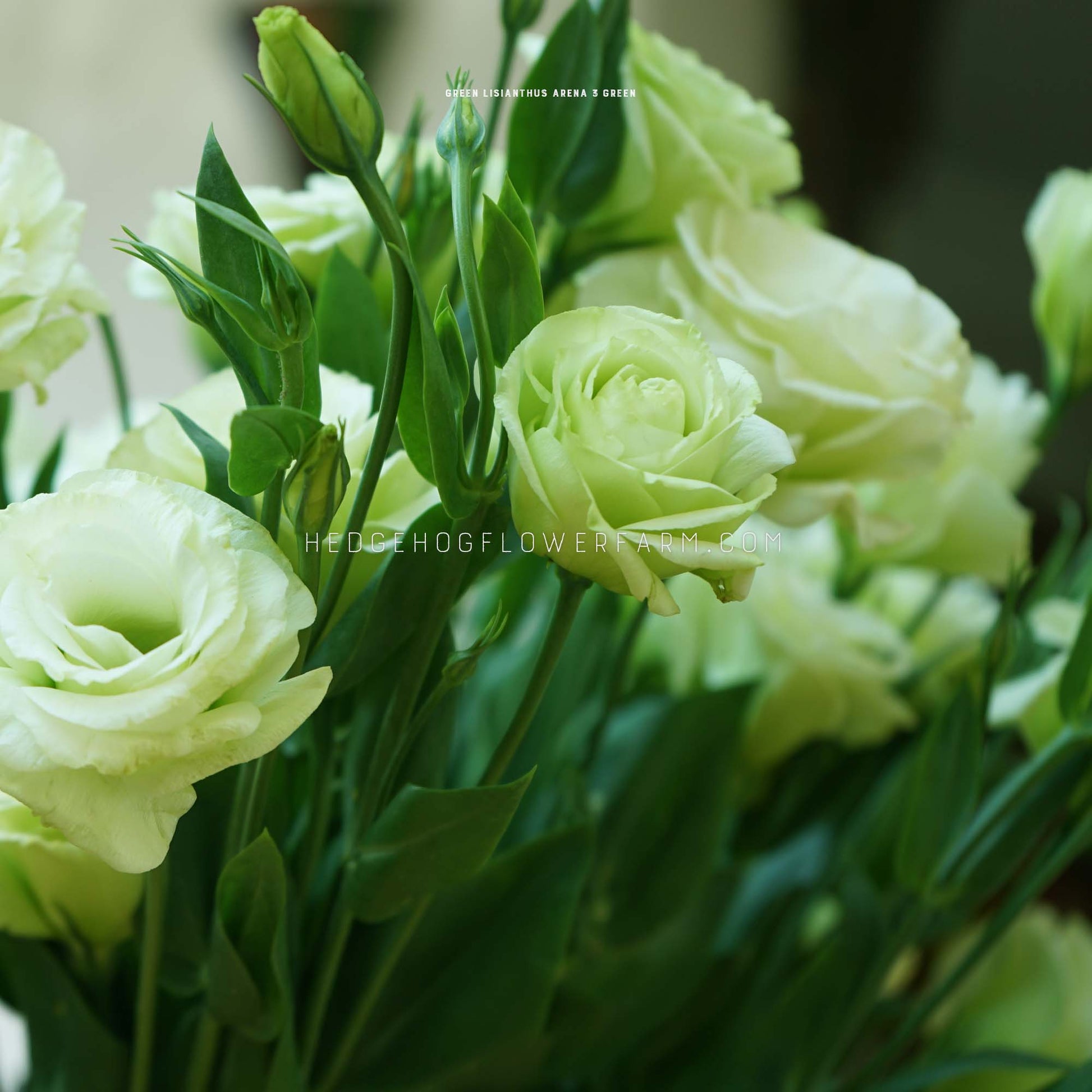 Photo of lisianthus arena 3 green in a line in bloom showing a light, pastel green flower in a rose shape on skinny green stems surrounded by green foliage.