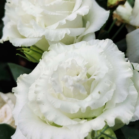 Close-up photo of two celeb 1 vanilla lisianthus flowers in bloom showing white ruffled petals.