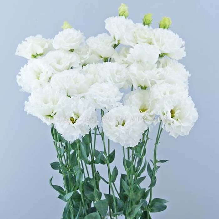Celeb 1 Vanilla White Lisianthus Seeds
