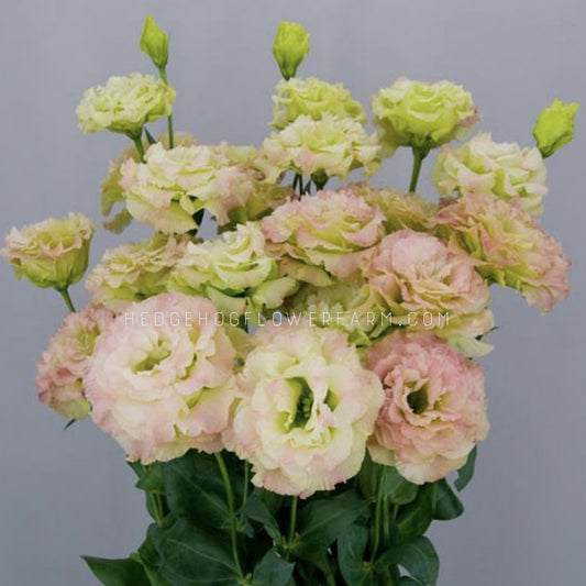 Bouquet of celeb 2 pink diamond lisianthus in bloom showing a gradient of lime, pink and white ruffled blooms in different stages on green stems with green leaves on a dark grey background.