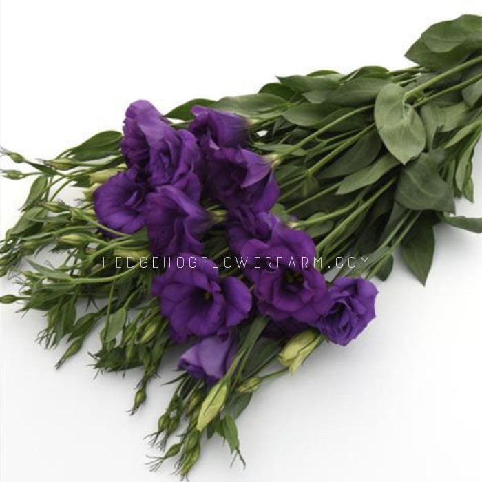 Photo of Lisianthus Flare Blue Deep in a bunch showing dark purple flowers on skinny green stems with green leaves laid down on a solid white table.