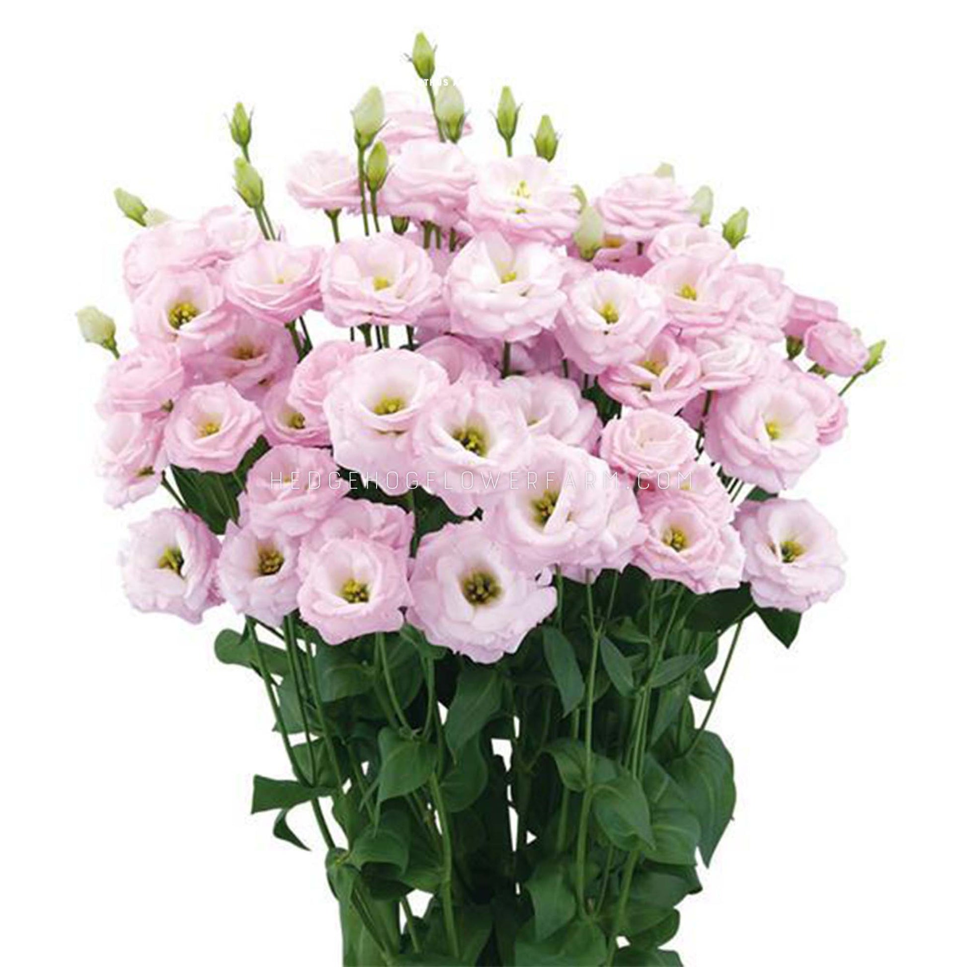 Photo of a bouquet of Arosa 1 Pink Lisianthus in different stages of bloom showing light pink rose like petals with yellow centers on skinny green stems with green leaves on a solid white background.
