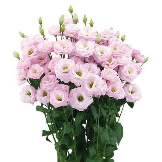 Photo of a bouquet of Arosa 1 Pink Lisianthus in different stages of bloom showing light pink rose like petals with yellow centers on skinny green stems with green leaves on a solid white background.