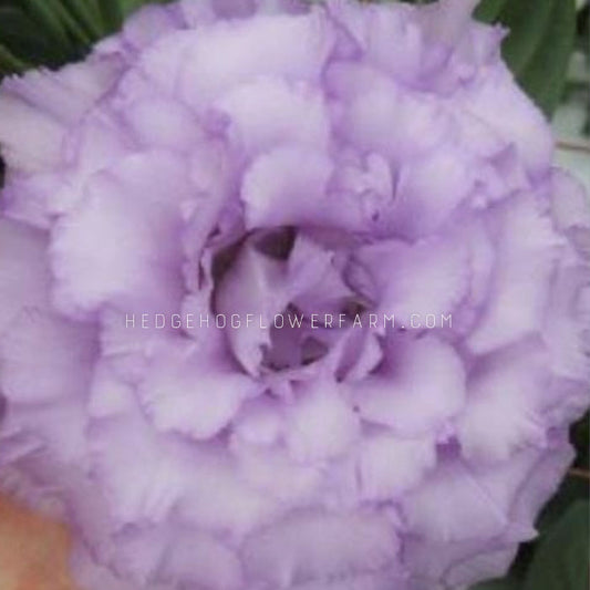 Close-up photo of Lisianthus Corelli 3 Lavender in bloom showing multiple sets of lavender ruffled petals creating a large rose-like bloom.