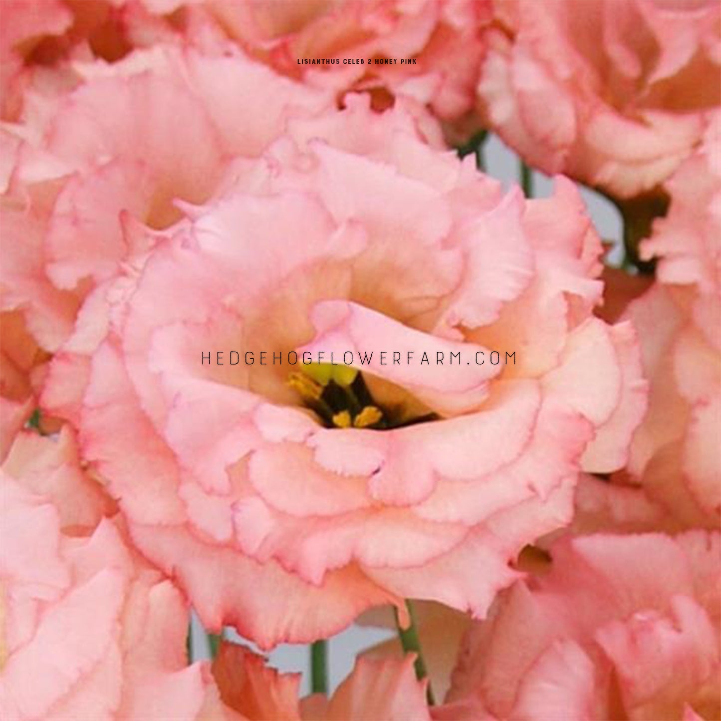 Close-up photo of lisianthus celeb 2 honey pink bloom centered showing multiple pink, ruffled petals and a stymen with pollen can be seen in the center of the flower. Edges of other pink ruffled blooms can be seen around the one centered.