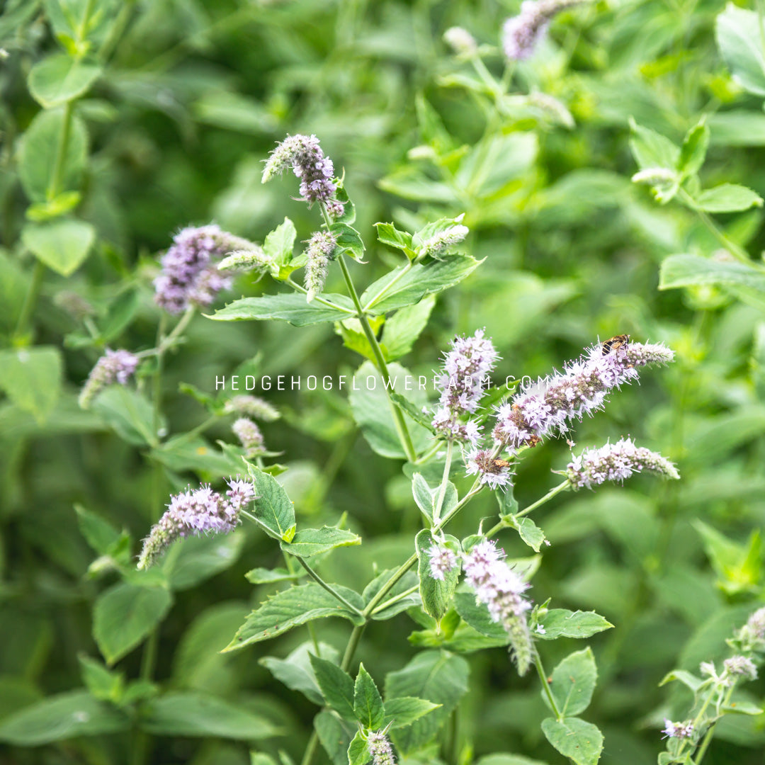Mint Lemon Balm flowering showing bees pollinating the purple flower spires atop a skinny green stem showing more mint in the background
