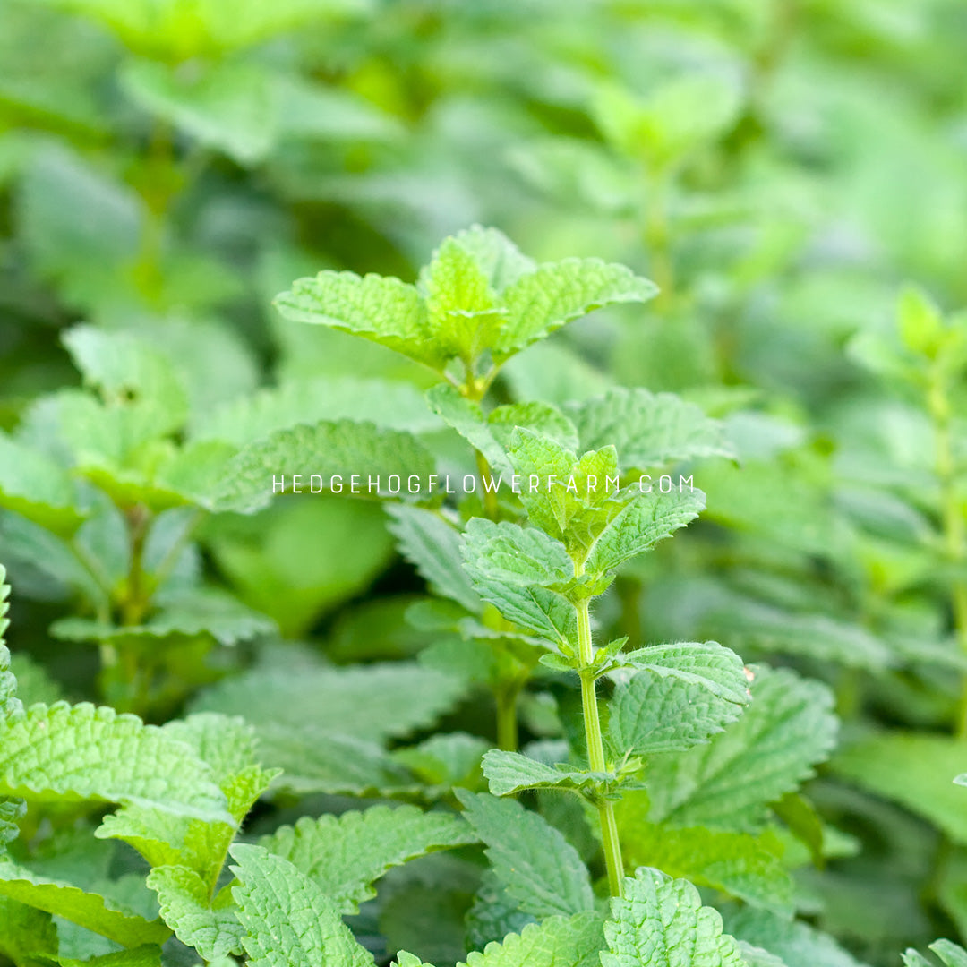 Closeup photo of lemon balm mint showing leaf sets sitting on the plants stem amongst other mint lemon balm