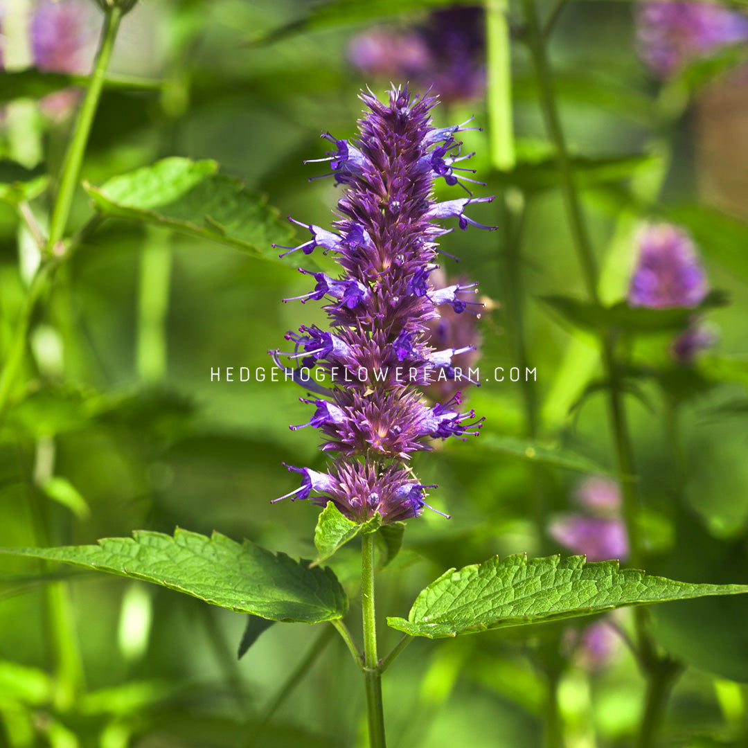 a closeup of a single flowering mint peppermint showing a purple flower spire atop a skinny green stem with mint leaves in a garden setting