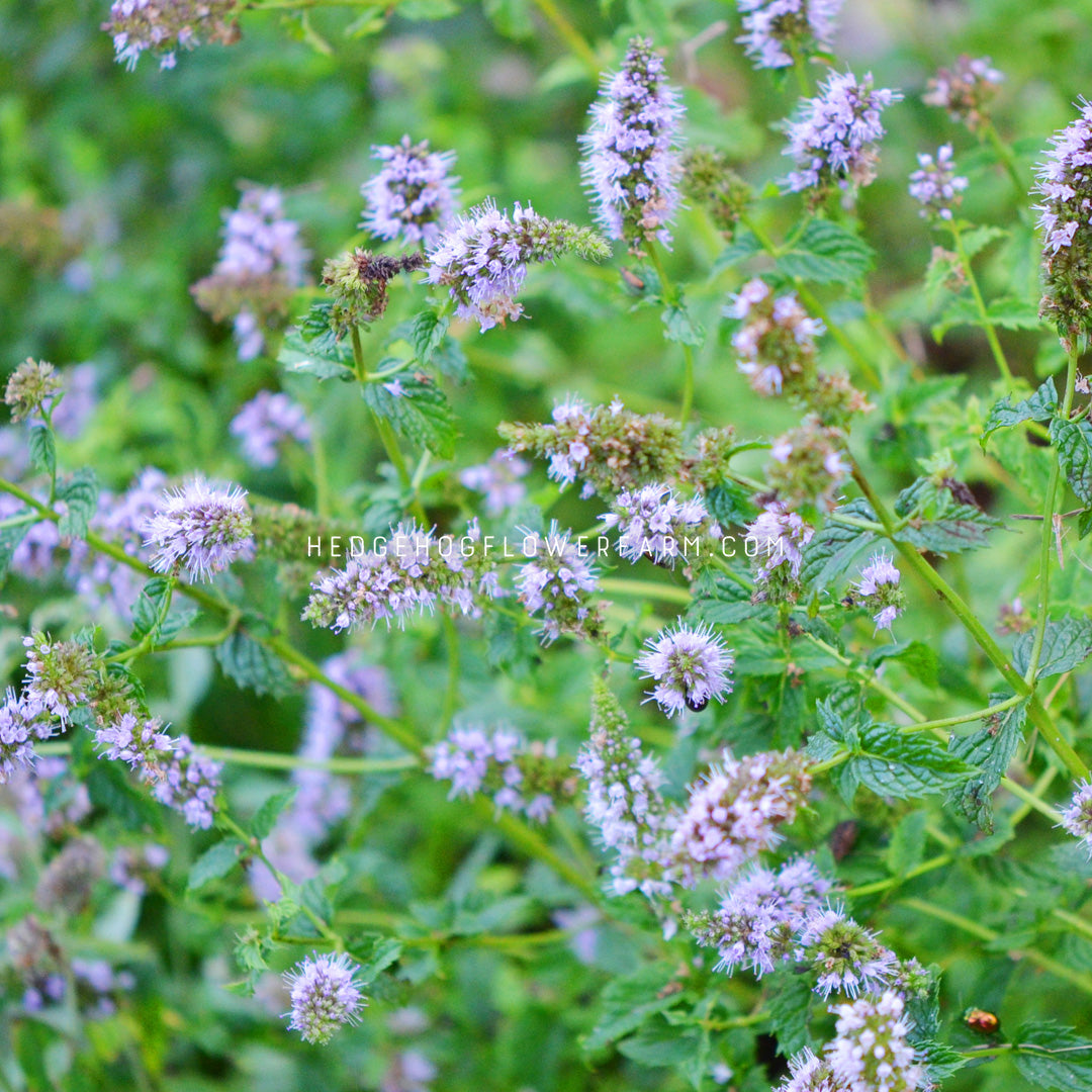 Mint Peppermint shown flowering with purple flower spires on skinny green stems in a field of green