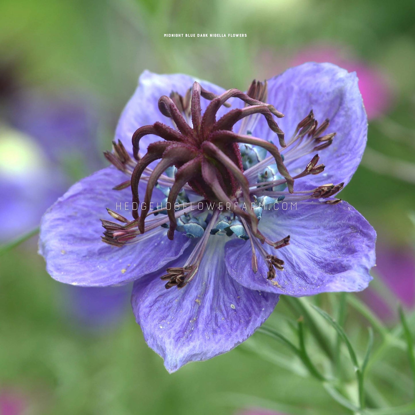 Close-up photo of Nigella Hispanica Midnight Blue Dark in bloom showing a star shaped blue bloom with interesting purple features in the center on a skinny green stem with a blurred garden background.