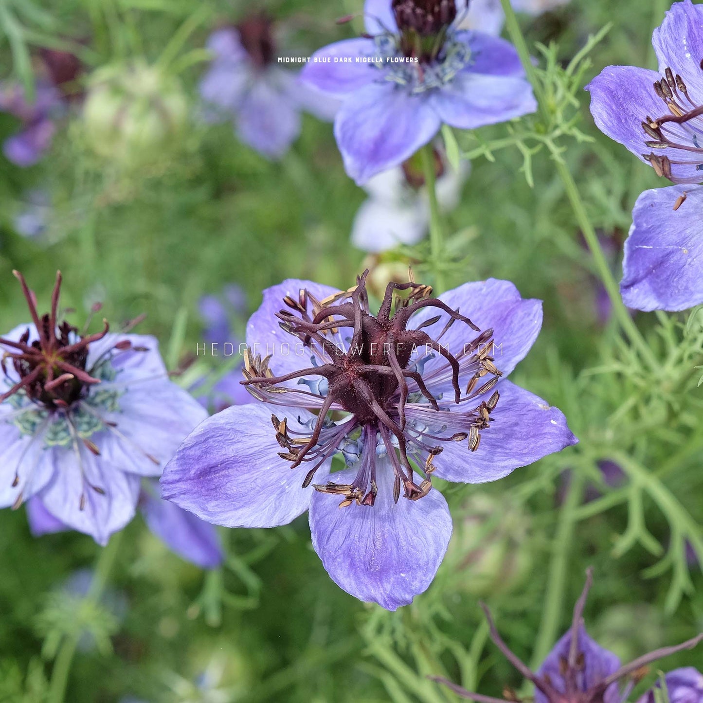 Photo of Nigella Hispanica Midnight Blue Dark blooming in the garden showing star shaped blue blooms with interesting purple features in the center on a skinny green stem with a blurred garden background.