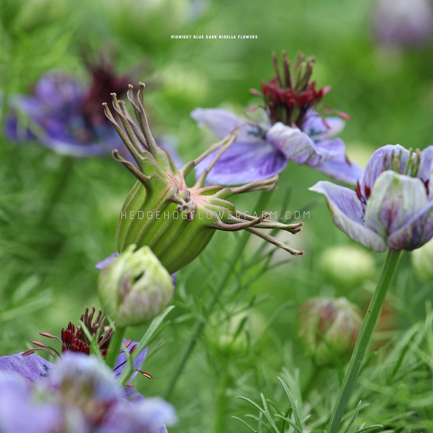 Photo of Nigella Hispanica Midnight Blue Dark blooming in the garden showing star shaped blue blooms with interesting purple features in the center on a skinny green stem as well as a green pod with spindly tips can be seen amongst them with a blurred garden background.