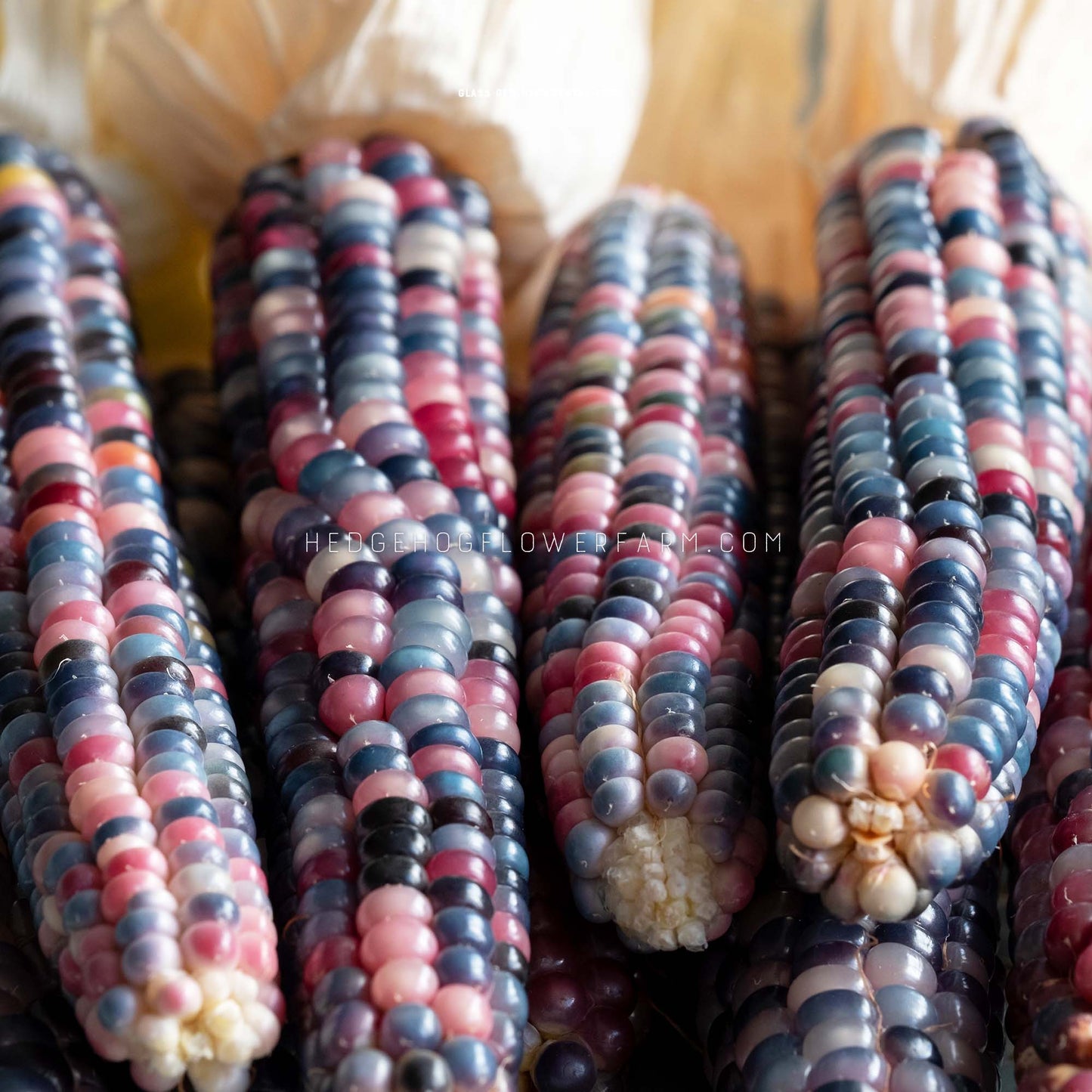 Close-up photo of mature Ornamental Corn Glass Gem heads laid down in four columns showcasing its plethora of multi-colored kernels in shades of blue, red, purple and pink.