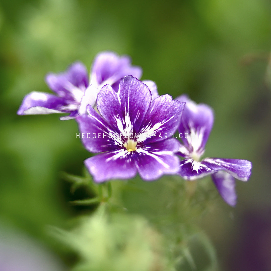 Closeup photo of Phlox Sugar Stars clustered together showing star shaped blooms of bluish purple petals with white streaking through the middle of each petal