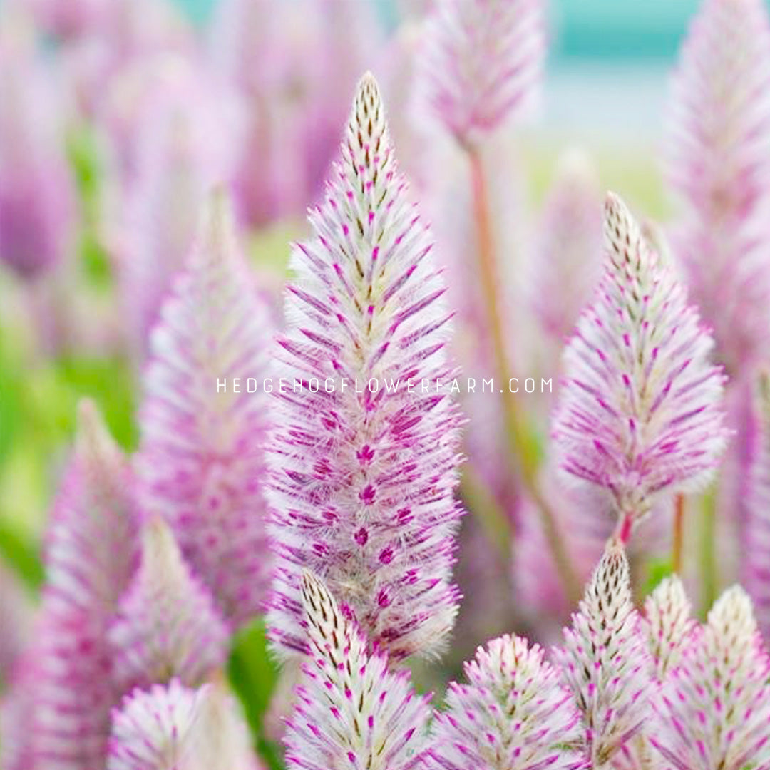 bottlebrush plant seeds Ptilotus Matilda Seeds