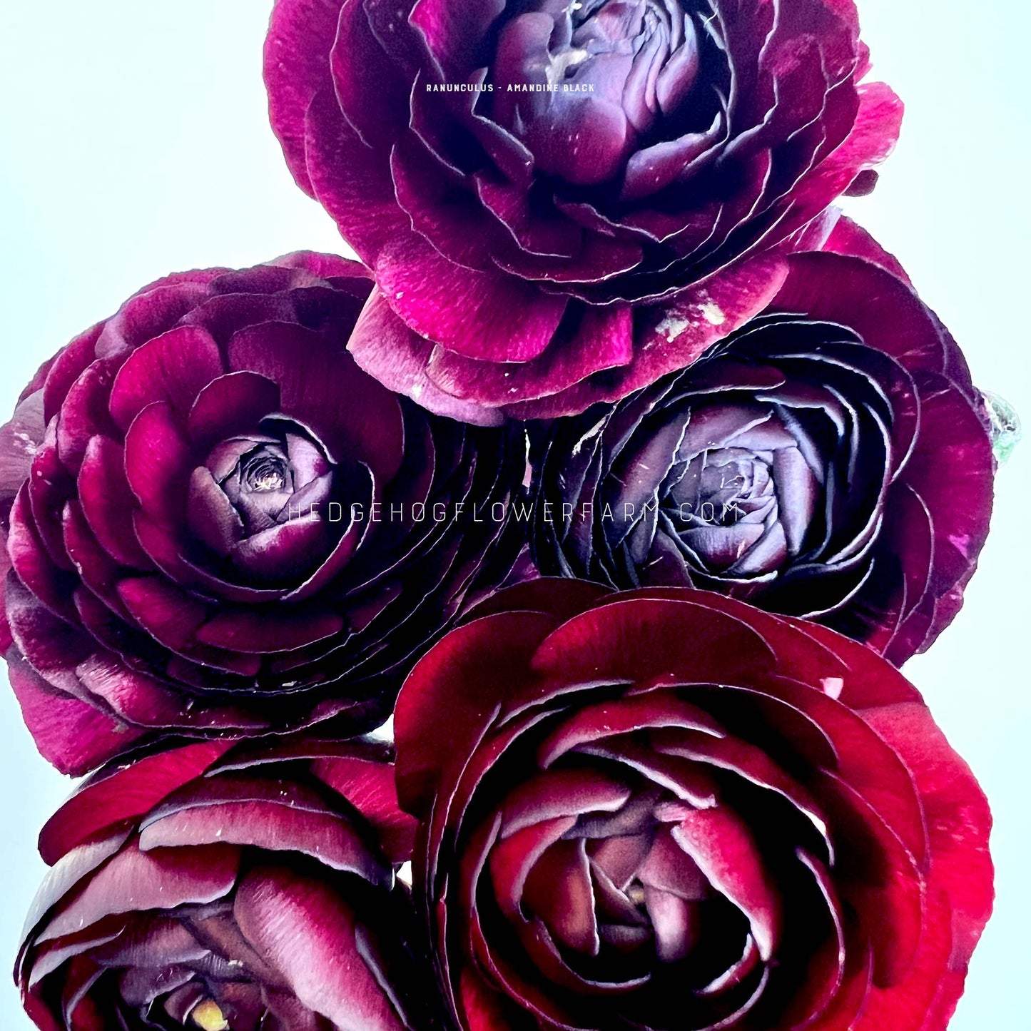 Ranunculus Amandine Black - 10 Corms