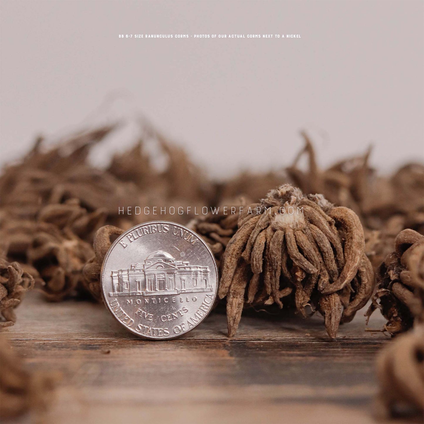 Close-up photo of a BB 5-6 Ranunculus Corm next to a nickel showing size comparison on a table with other brown corms.