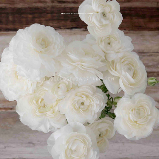 A top view photo of a bouquet of Half Clone Iceberg ranunculus flowers. The flowers are arranged in a cluster and are in various stages of bloom, with some fully open and others still closed. They showcase pure white ruffled petals.
