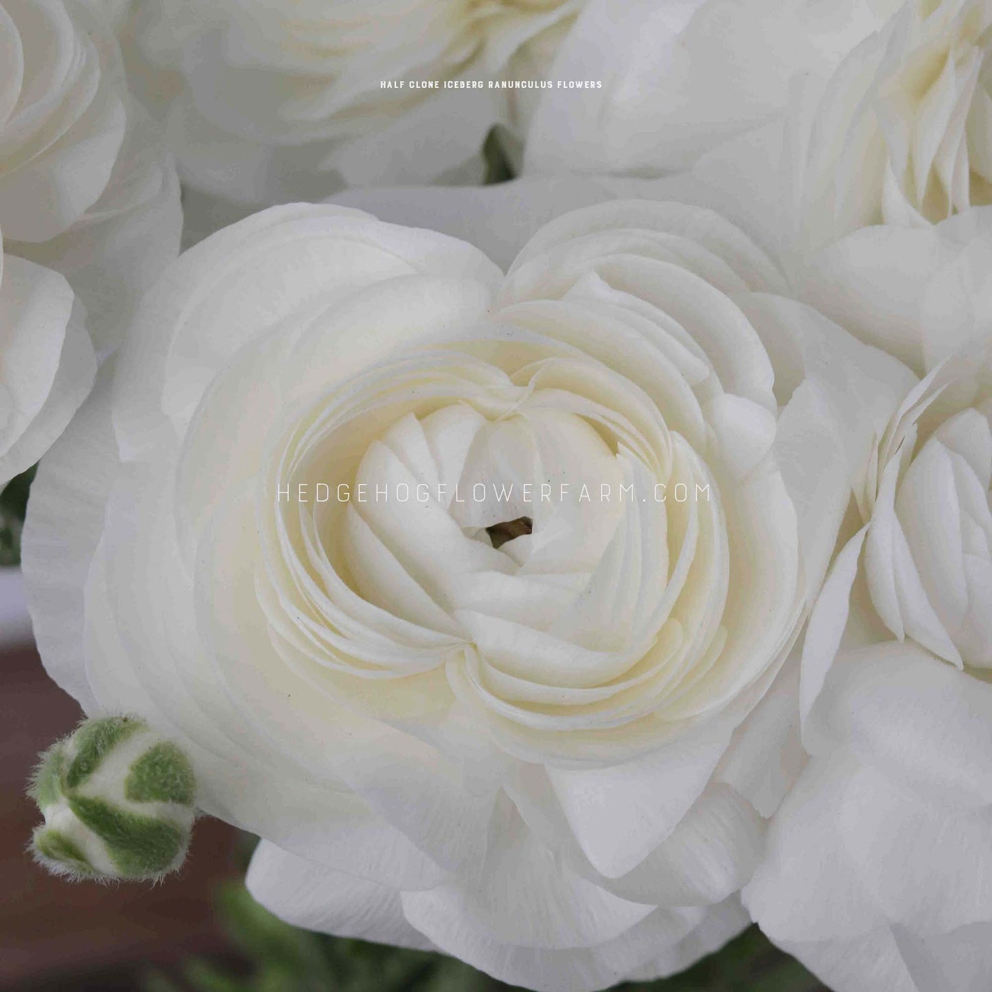Close-up of a half clone Iceberg ranunculus flower with multiple layers of white petals. The flower is in focus and the background is other white petals.