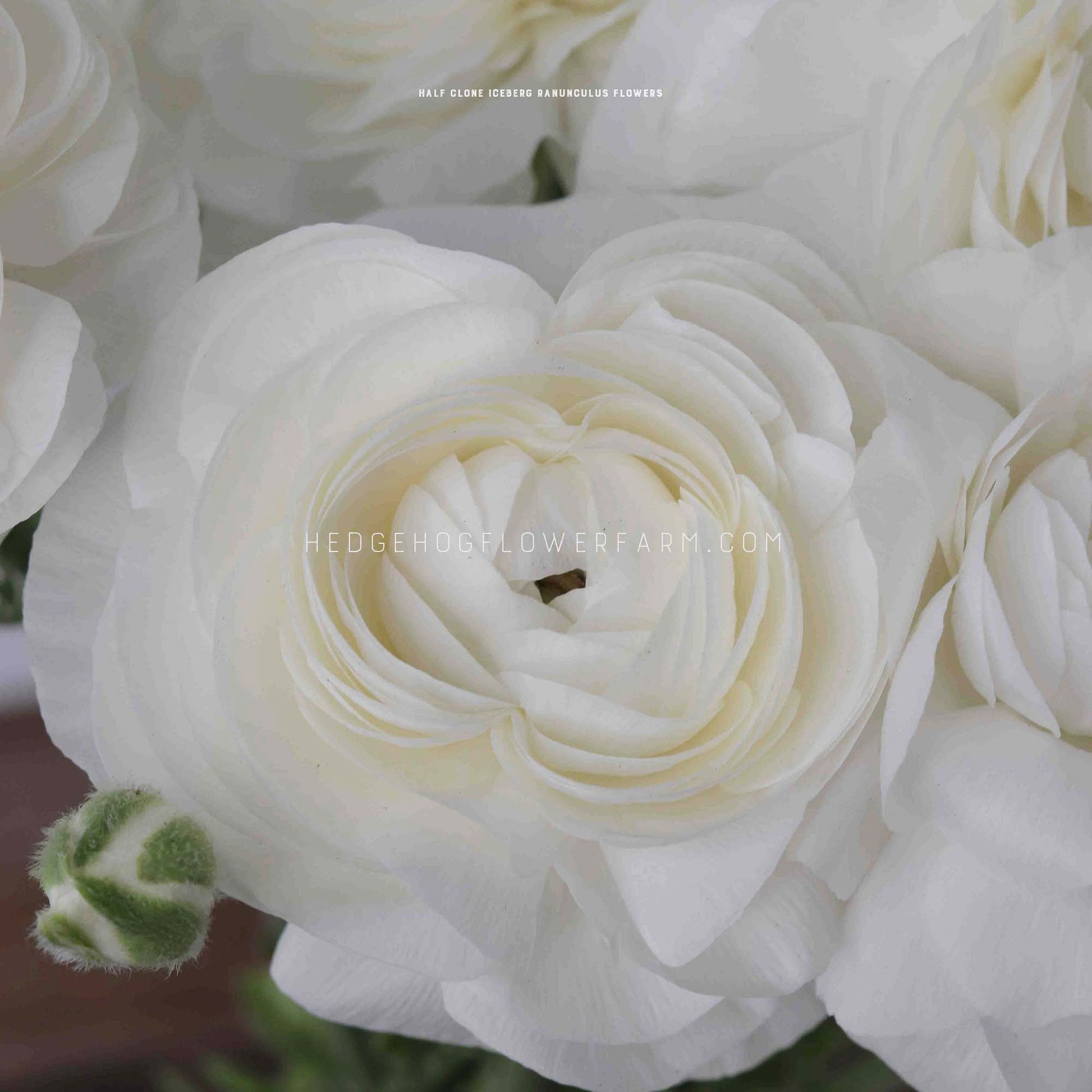 Close-up of a half clone Iceberg ranunculus flower with multiple layers of white petals. The flower is in focus and the background is other white petals.