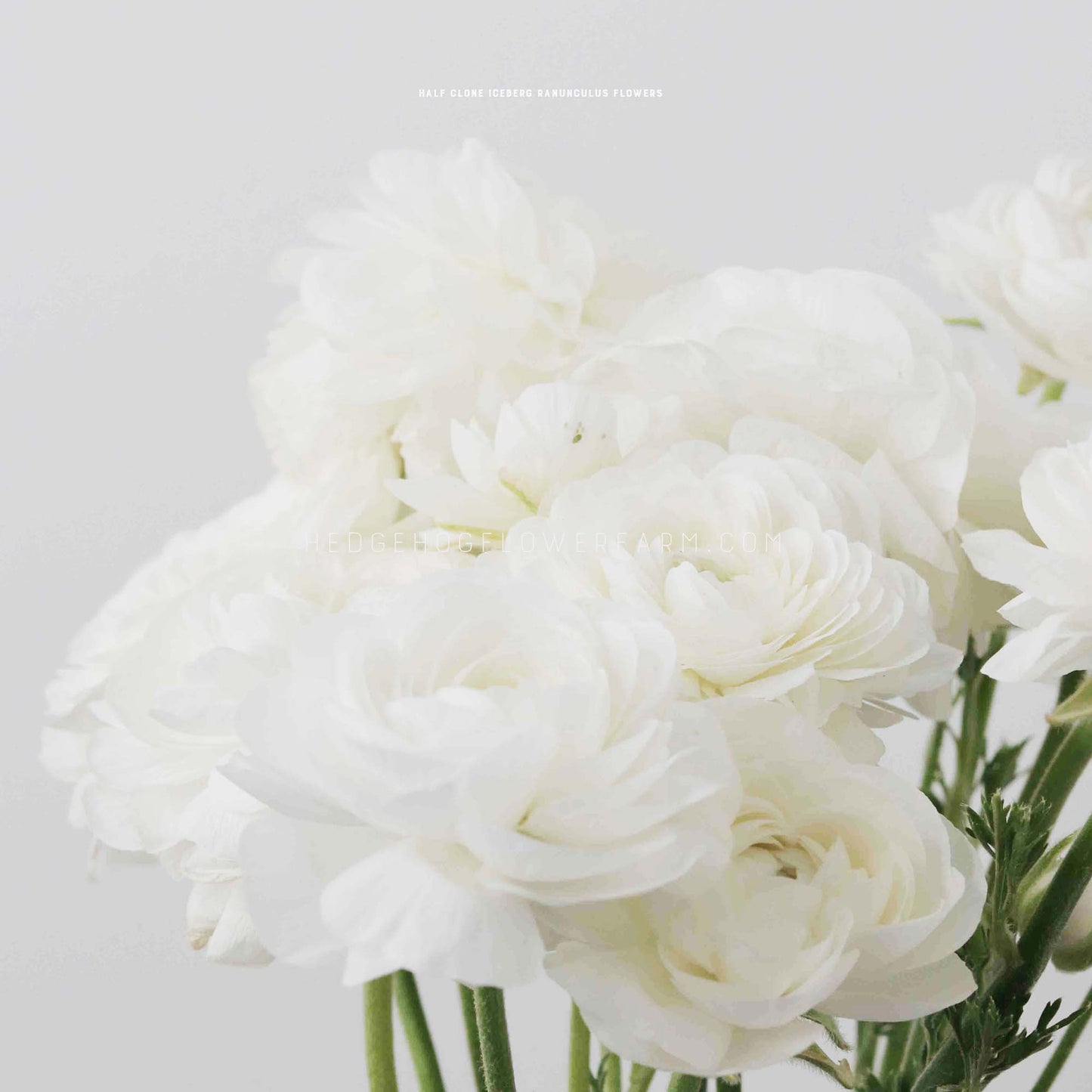 A bouquet of Half Clone Iceberg ranunculus flowers on green stems. The flowers are tightly clustered together and have a delicate, layered appearance. Placed against a light grey background.
