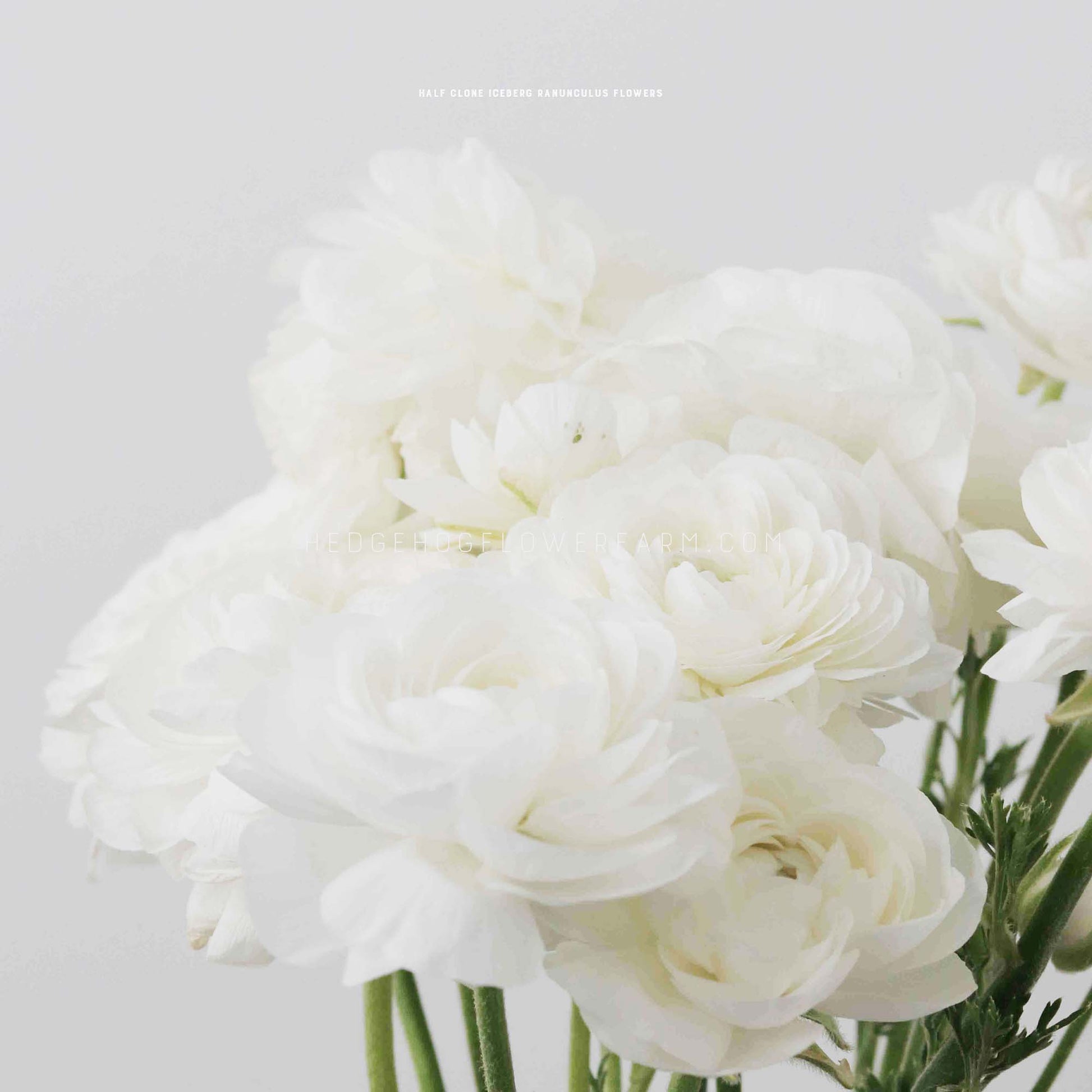 A bouquet of Half Clone Iceberg ranunculus flowers on green stems. The flowers are tightly clustered together and have a delicate, layered appearance. Placed against a light grey background.