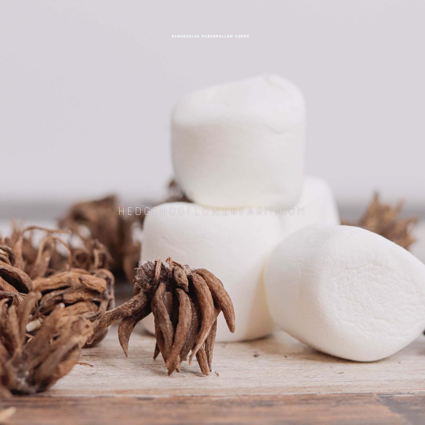 Three white marshmallows stacked on top of each other, with one more marshmallow in front of them. The marshmallows are on a wooden surface with dried brown ranunculus corms scattered around them. The text 'BAMBUKU MARSHMALLOW CORNS' is at the top of the image and the text 'HEDGEFLOWER FARM' is at the bottom of the image.