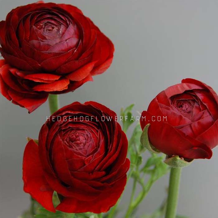 Ranunculus LaBelle Chocolate - 10 Corms