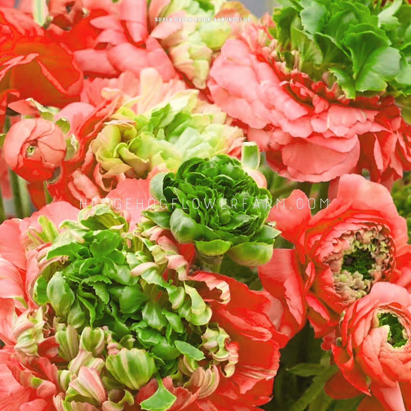 Ranunculus Super Green Brick - 10 Corms