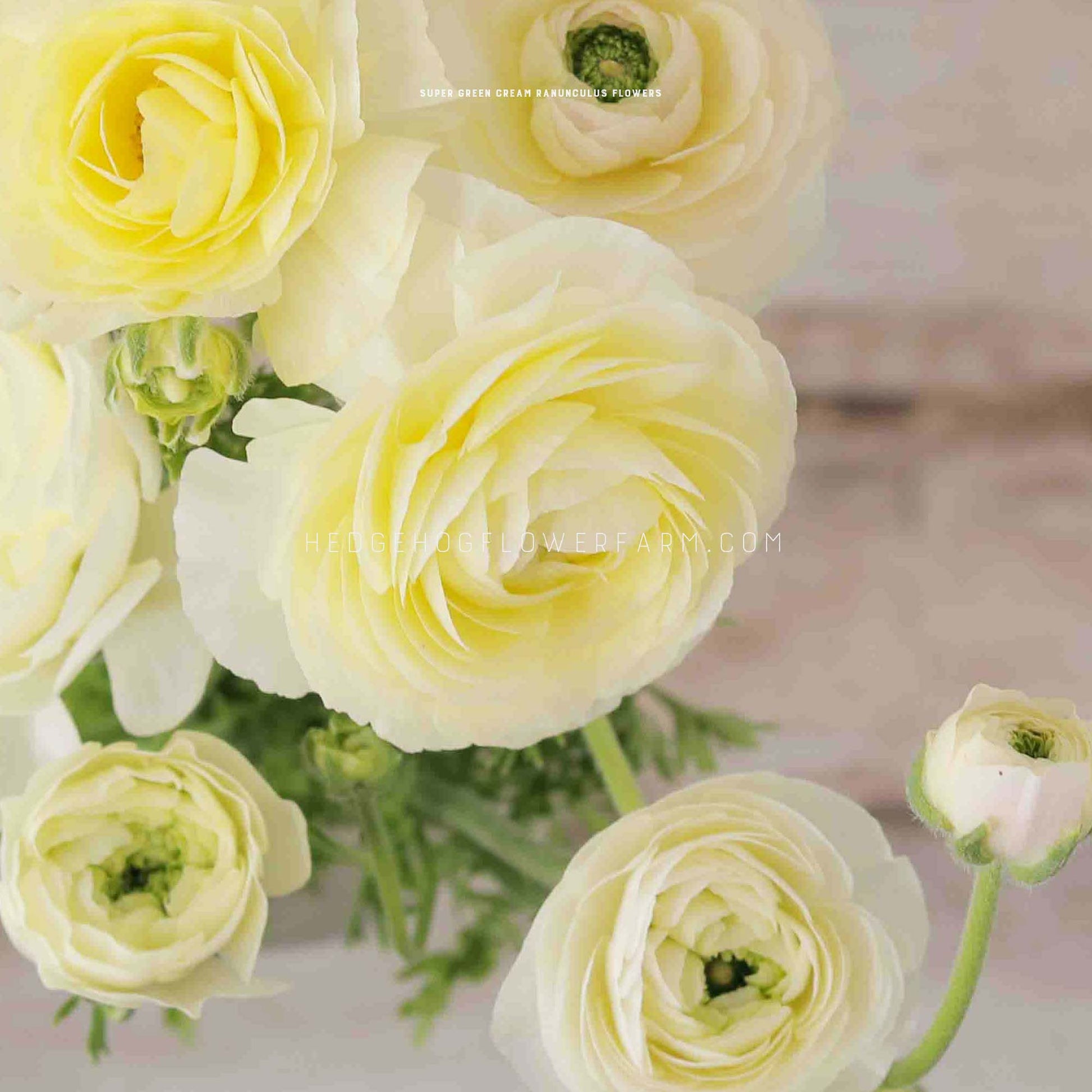 A bouquet of pale yellow ranunculus flowers with green centers and stems. The flowers are arranged in a vase and the background is a light wood grain.