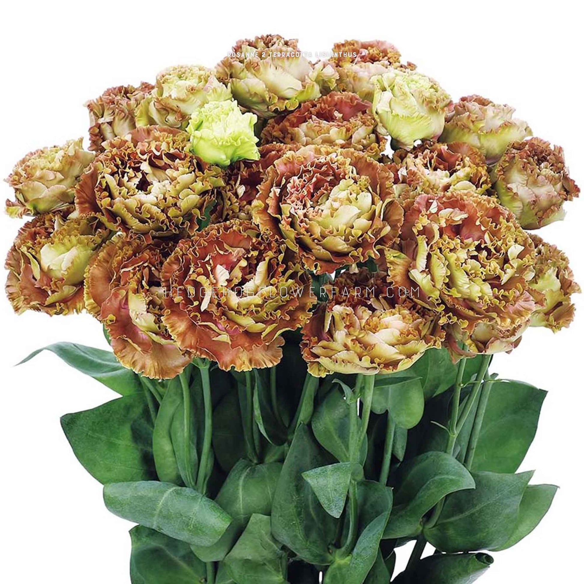 Photo of a bouquet of Rosanne 2 Terracotta Lisianthus in bloom showing light brown and green ruffled petals on skinny green stems with green leaves on a solid white background.