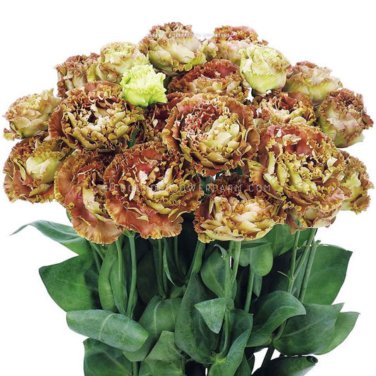 Photo of a bouquet of Rosanne 2 Terracotta Lisianthus in bloom showing light brown and green ruffled petals on skinny green stems with green leaves on a solid white background.