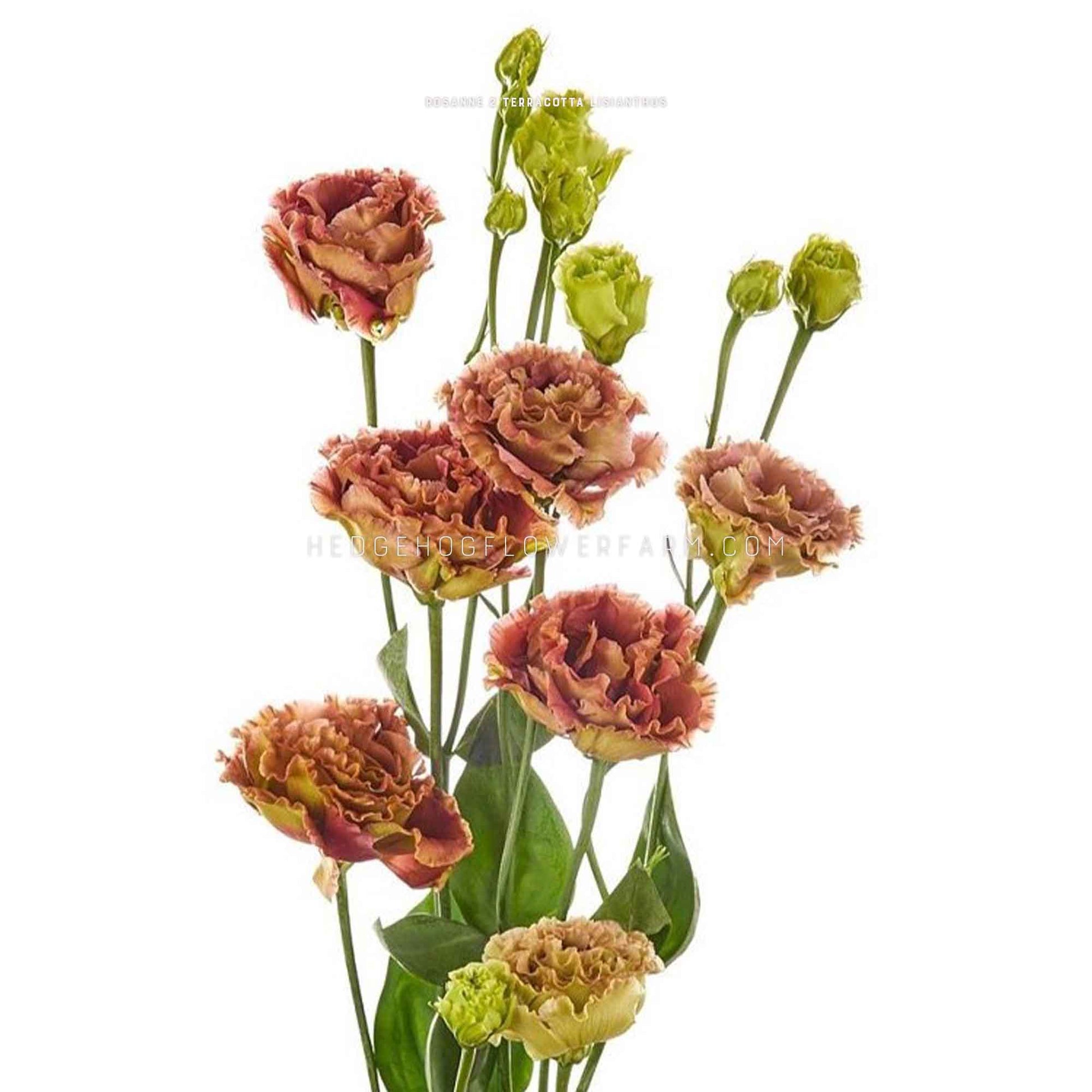 Photo of a couple of Rosanne 2 Terracotta Lisianthus flowers in different bloom stages showing light brown and green ruffled petals on skinny green stems against a solid white background.
