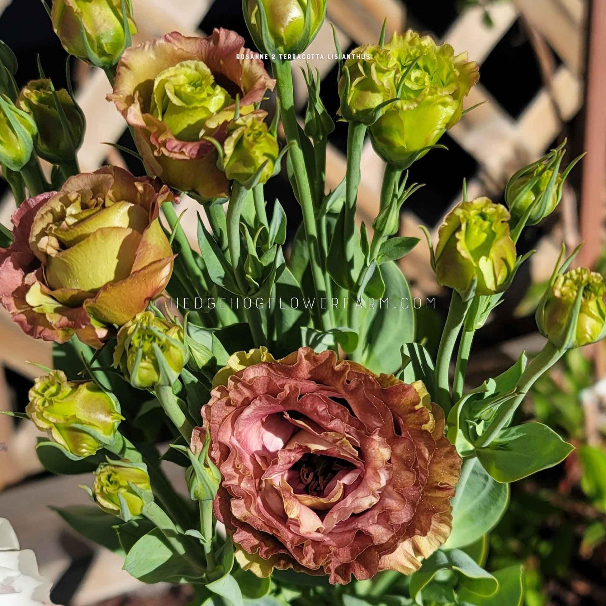 Photo of Rosanne 2 Terracotta Lisianthus flowers in different bloom stages showing light brown, pink and green ruffled petals on skinny green stems with green leaves being held up against a lattice fence background.