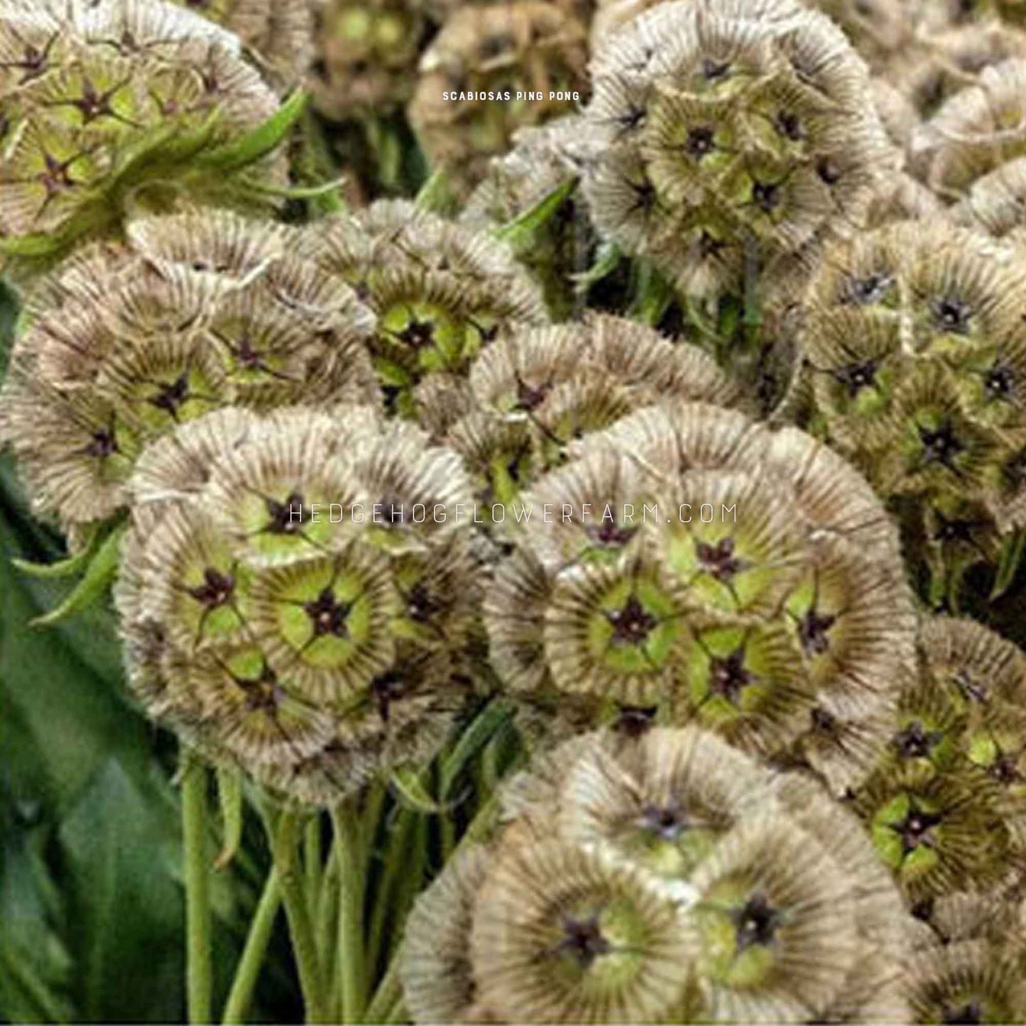 A bunch of dried scabiosa ping pong flowers with green centers and brown petals with star shaped seeds centered within each. The flowers are arranged in a cluster and have a textured appearance.