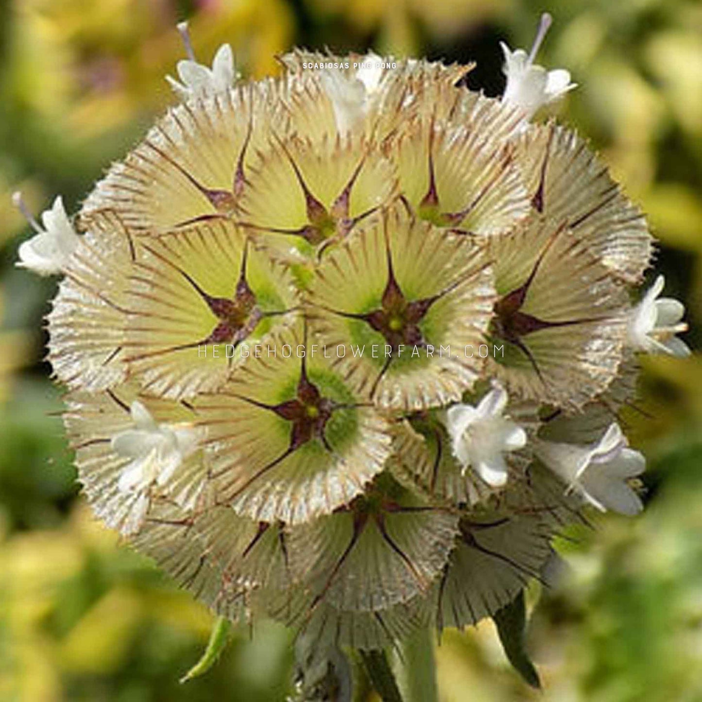 A close-up photo of a scabiosa ping pong with light brown petals and white flowers in the center. The flower is in bloom and has a delicate, intricate texture with star shaped seeds centered within each petal section.