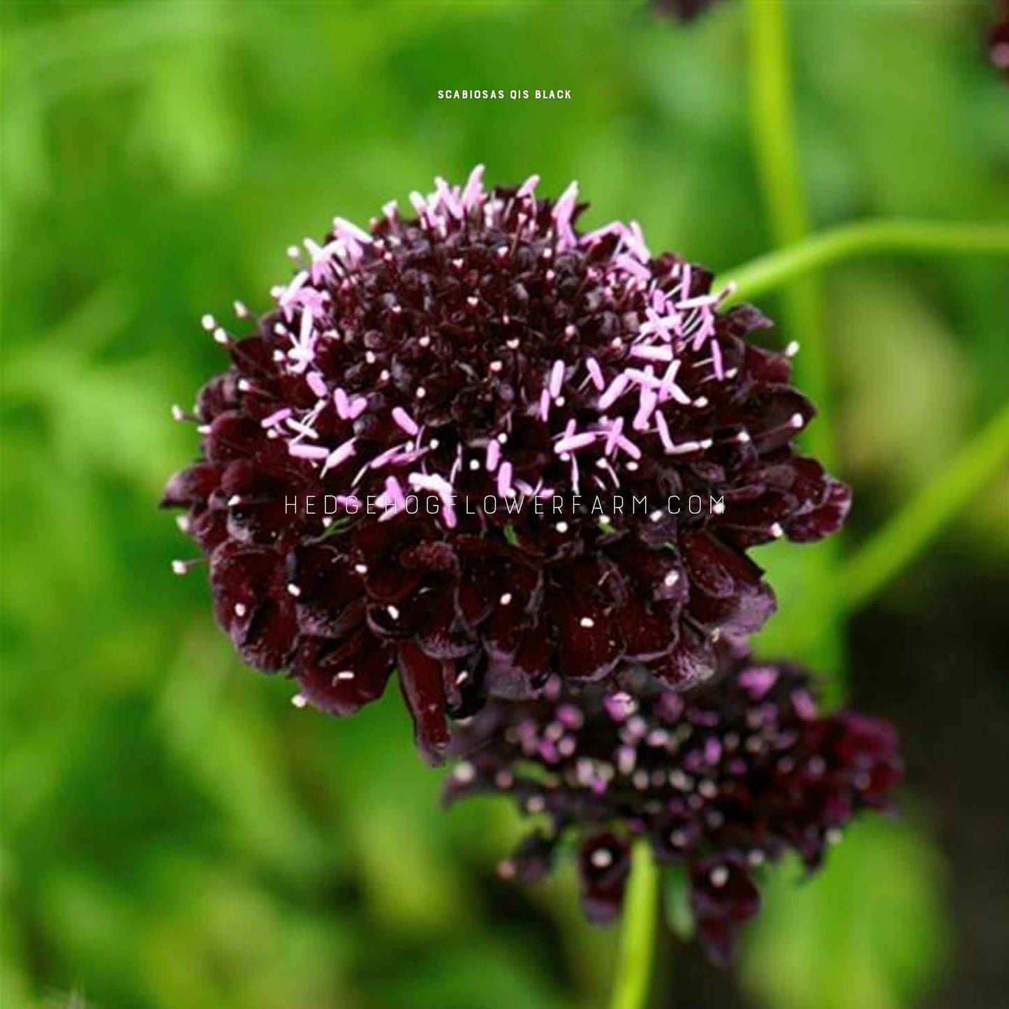 A close-up of a qis black purple scabiosa flower in bloom showing a dark purple frilly pincushion bloom with white stamens. The flower is in bloom and has a green stem. Background is a blurred green garden.