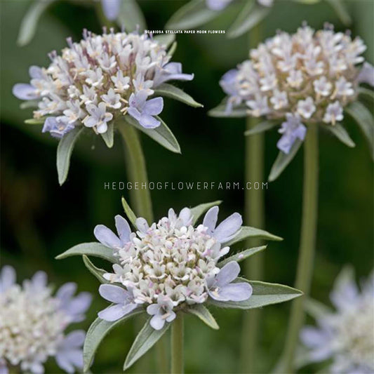 Close-up photo of three Scabiosa Paper Moon flowers right before blooming showing tiny white pincushion flowers with lavender outside petals on green stems against a black background.