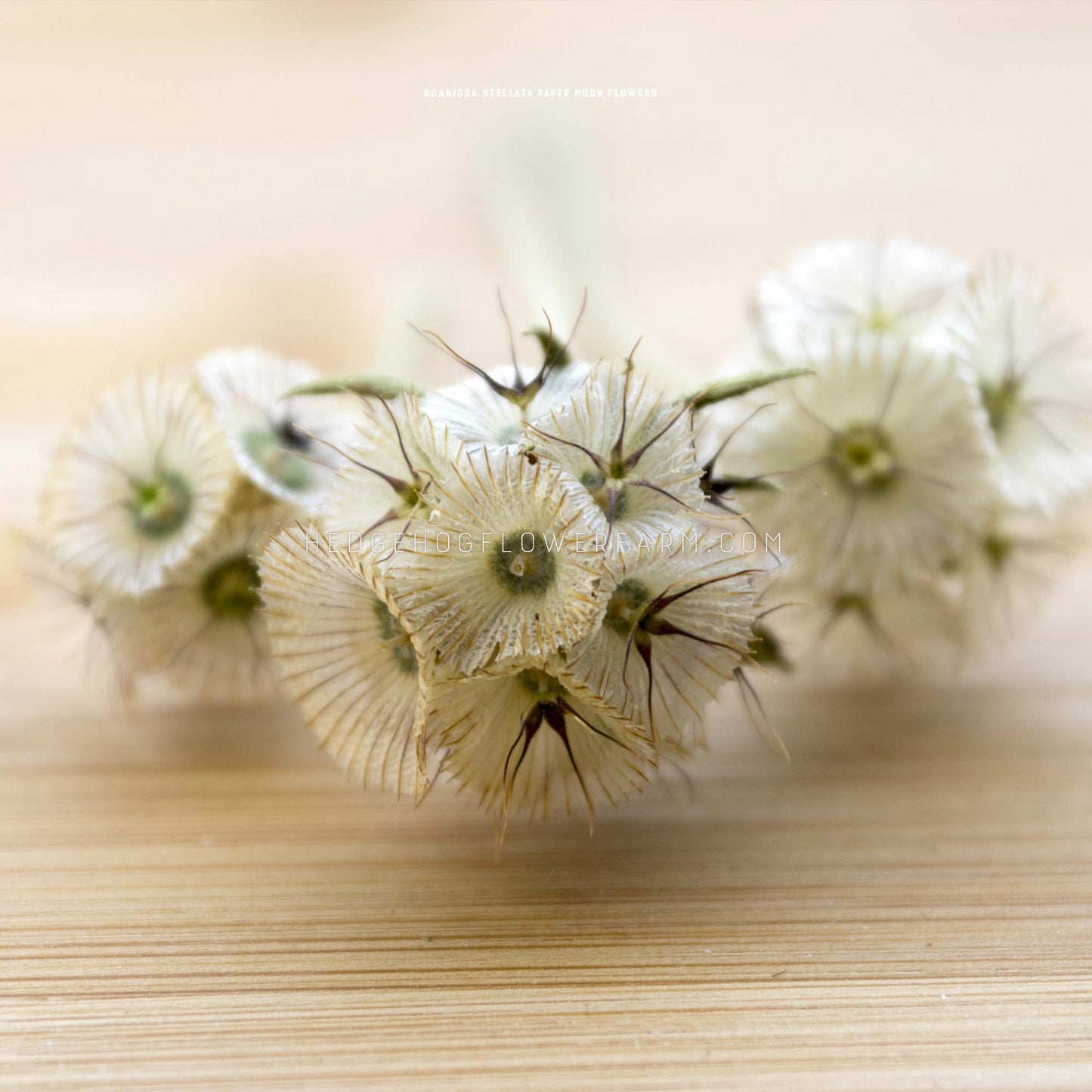 Close-up photo of three Scabiosa paper moon flower blooms that have satellite dish sections creating an overall circular bloom with star shaped seeds centered within. The blooms are laying down on a light brown wood grained table.