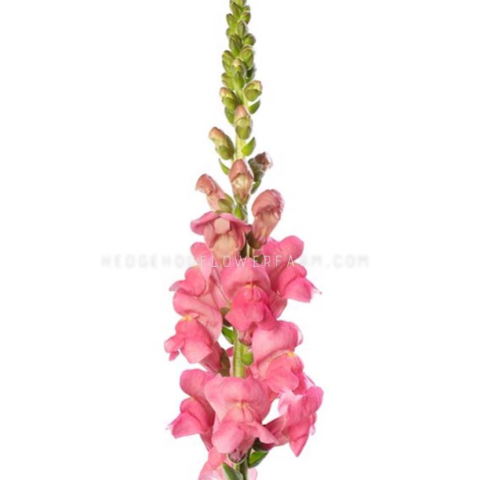 A single pink avignon 2 rose snapdragon flower with green stem and buds. The flower is in bloom halfway and has multiple petals. Bottom half is filled with pink bloomed petals while the top half shows green pre-buds. The background is white.