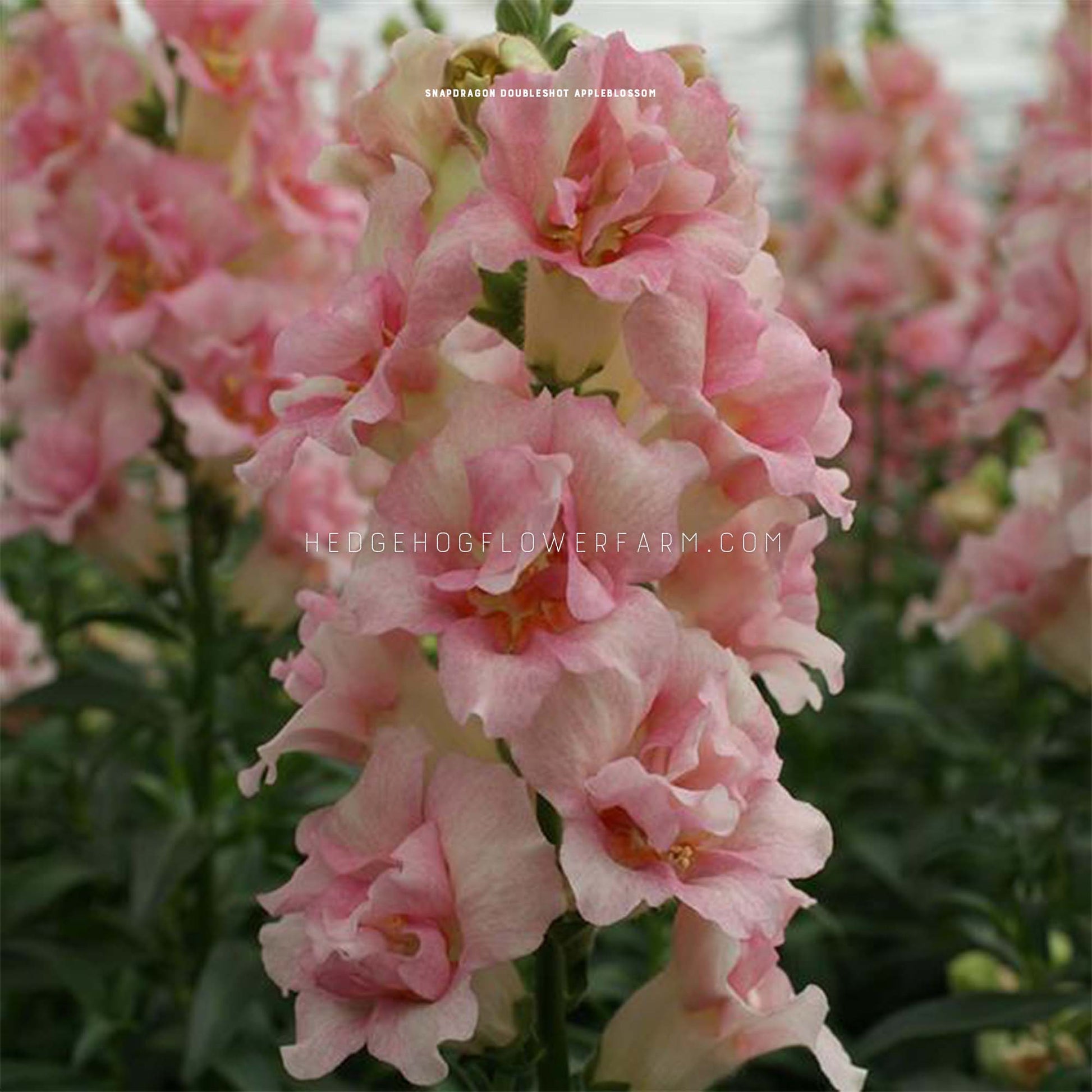Close-up photo of Doubleshot Appleblossom Snapdragon blooming in the garden showing a stem with multiple pink frilly blooms stacked upon each other with a blurred background of other blooming doubleshot appleblossom snapdragons.