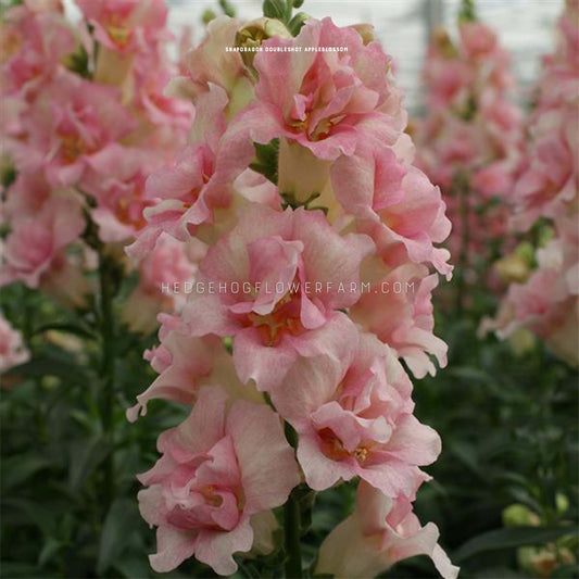 Close-up photo of Doubleshot Appleblossom Snapdragon blooming in the garden showing a stem with multiple pink frilly blooms stacked upon each other with a blurred background of other blooming doubleshot appleblossom snapdragons.