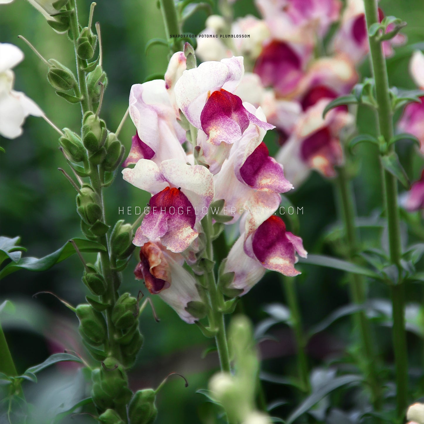 Close-up photo of snapdragon potomac plumblossom in bloom showing white blooms with purple to red throats on a tall green stem next to other snapdragons about to bloom in a garden.