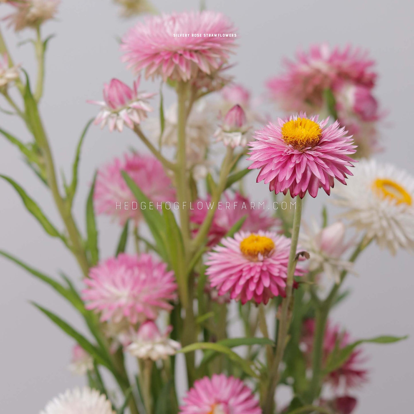 Side view photo of multiple Silvery Rose Strawflowers at different height levels in bloom showing one focal bloom and other background blooms in shades of pink and white with yellow centers. Petals are a thin, paper like texture with spiky ends creating an unique and textural look. Each held up by a light green stem with green leaves against a light grey background.