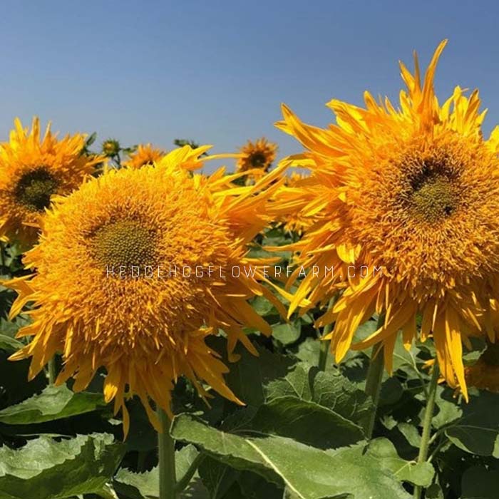 Close-up of two bright yellow almost orange double quick sunflowers with fuzzy petaled centers and long wispy petals on the edges. The sunflowers are in a field with green leaves and other blooming sunflowers under a blue sky.