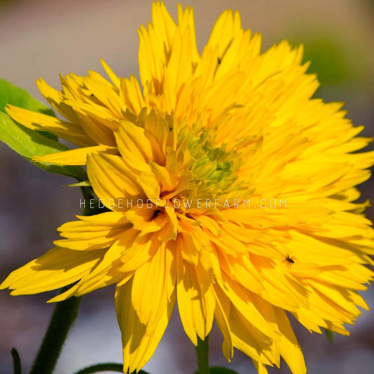 Close-up side view of a single yellow goldburst sunflower with a green stem. The sunflower has many petals and is almost in full bloom. The petals are thin and have a slightly ruffled appearance. The center of the sunflower is green. The sunflower is in focus and the background is blurred.