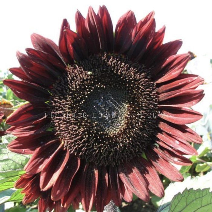 Close-up photo of Pro cut red sunflower in bloom showing dark red petals outlining a brown center. Background is a white sky and garden below.
