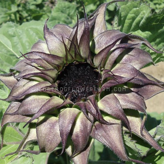 Close-up photo of Sunfill Purple sunflower in bloom showing purple sepals similar to agave coming out from a dark purple center. Background is other green foliage.